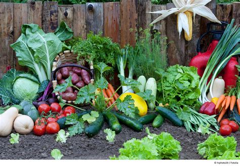 Beginnend Gemüsegarten Tipps
